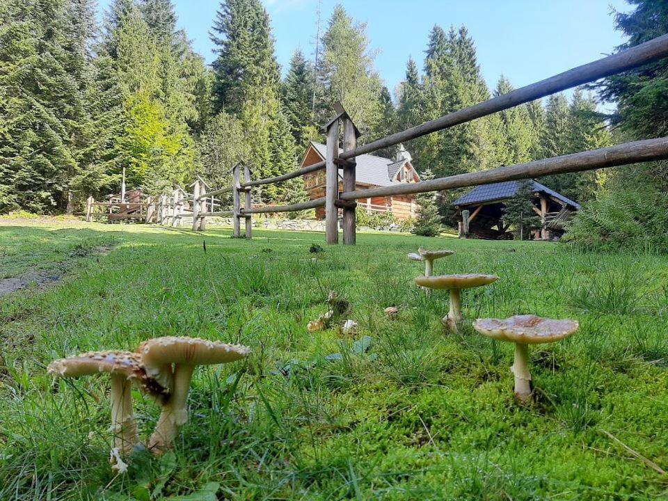 Lesna Bacowka Villa Nowy Targ Buitenkant foto