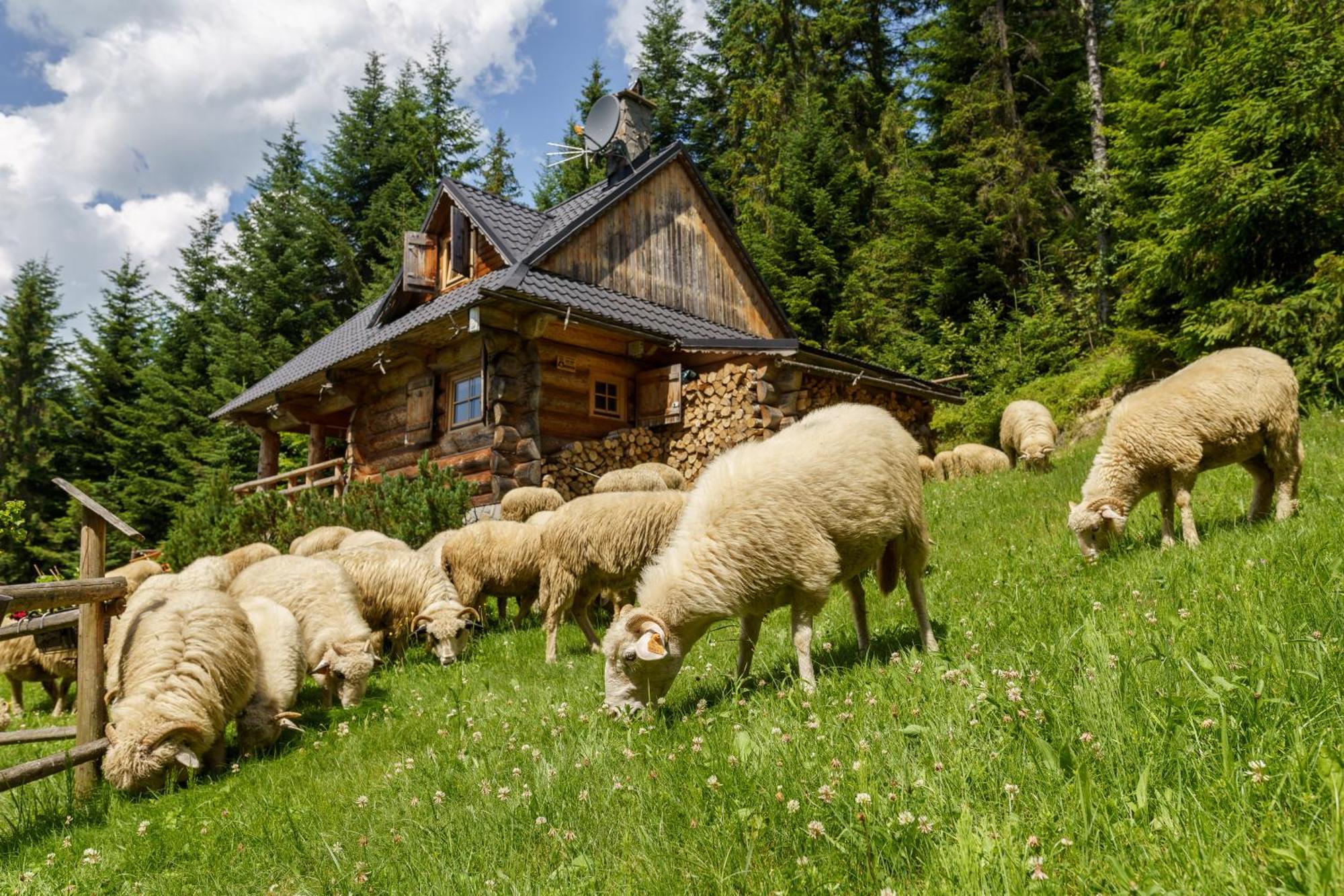 Lesna Bacowka Villa Nowy Targ Buitenkant foto