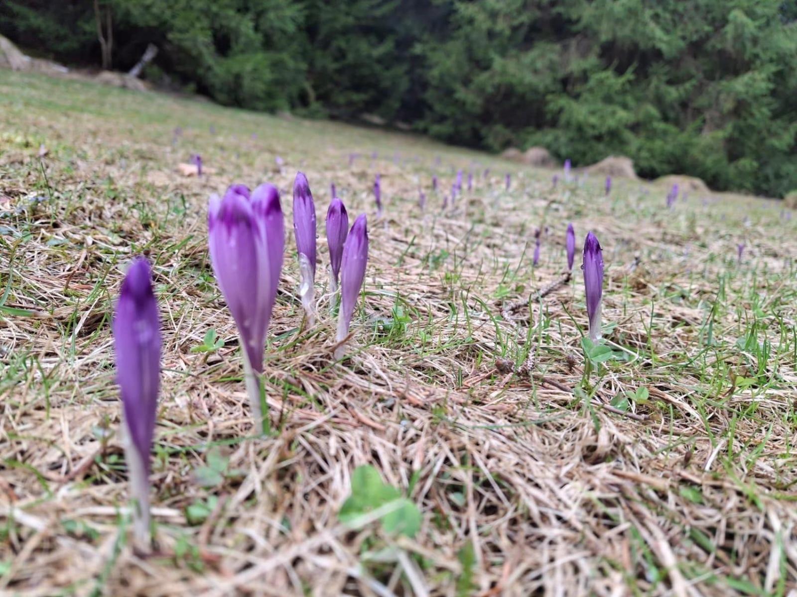 Lesna Bacowka Villa Nowy Targ Buitenkant foto